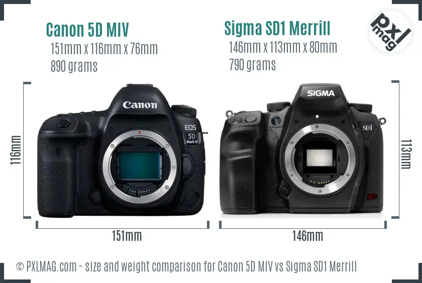 Canon 5D MIV vs Sigma SD1 Merrill size comparison