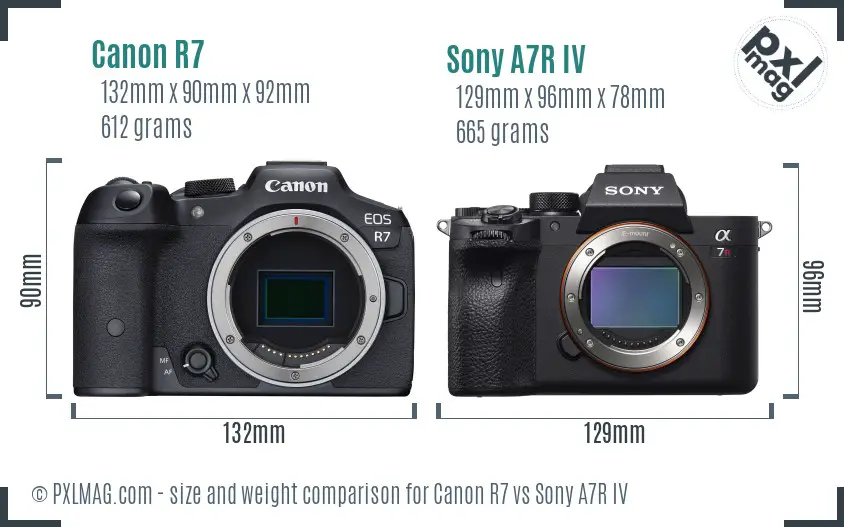 Canon R7 vs Sony A7R IV size comparison