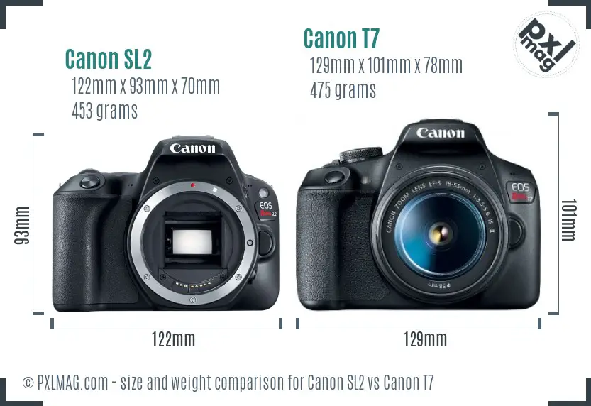Canon SL2 vs Canon T7 size comparison