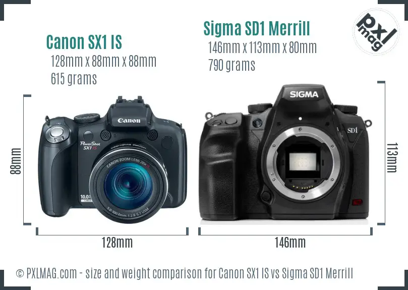 Canon SX1 IS vs Sigma SD1 Merrill size comparison