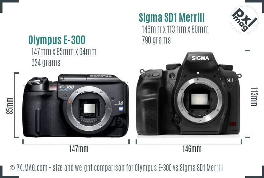 Olympus E-300 vs Sigma SD1 Merrill size comparison