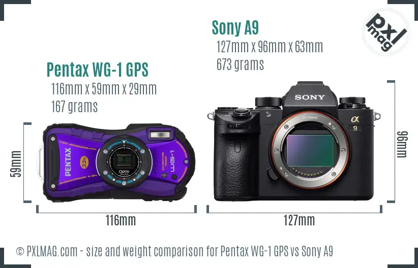Pentax WG-1 GPS vs Sony A9 size comparison Pentax WG-1 GPS vs Sony A9 size comparison
