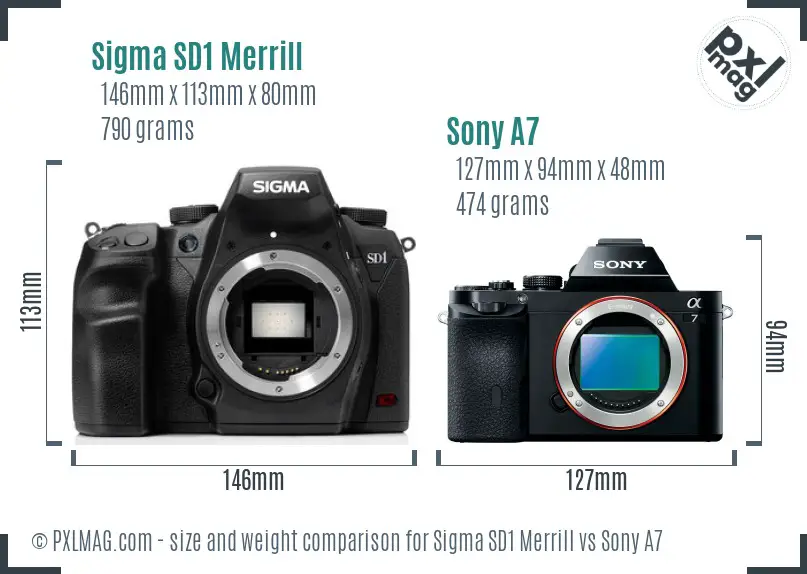 Sigma SD1 Merrill vs Sony A7 size comparison