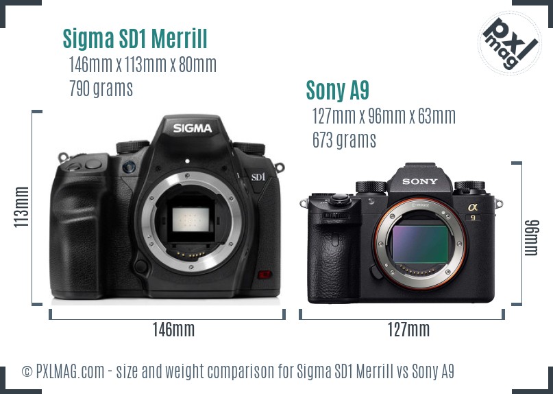 Sigma SD1 Merrill vs Sony A9 size comparison Sigma SD1 Merrill vs Sony A9 size comparison
