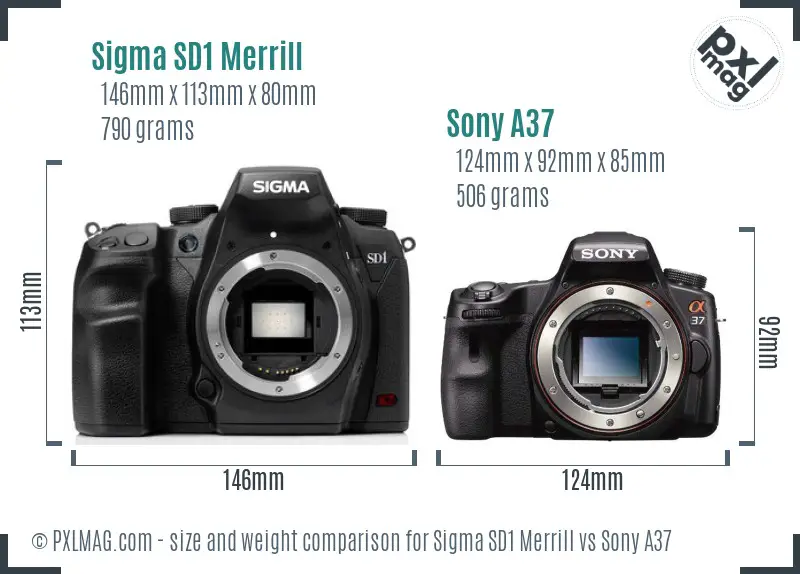 Sigma SD1 Merrill vs Sony A37 size comparison