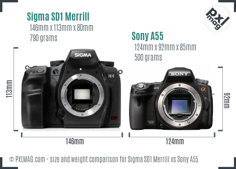 Sigma SD1 Merrill vs Sony A55 size comparison