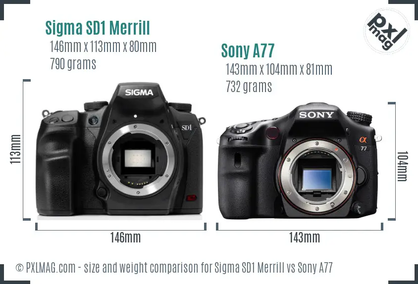 Sigma SD1 Merrill vs Sony A77 size comparison