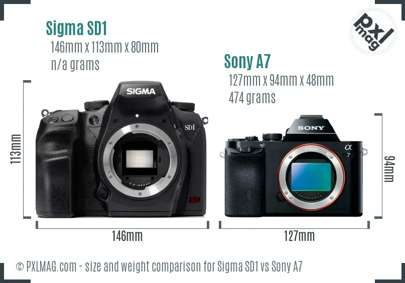 Sigma SD1 vs Sony A7 size comparison