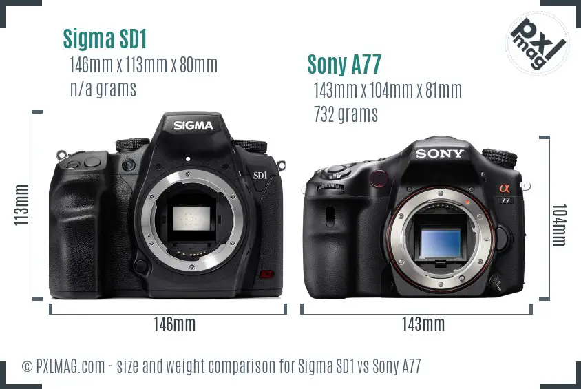Sigma SD1 vs Sony A77 size comparison