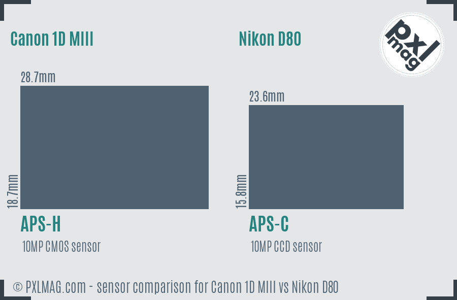 Canon 1D MIII vs Nikon D80 sensor size comparison Canon 1D MIII vs Nikon D80 sensor size comparison