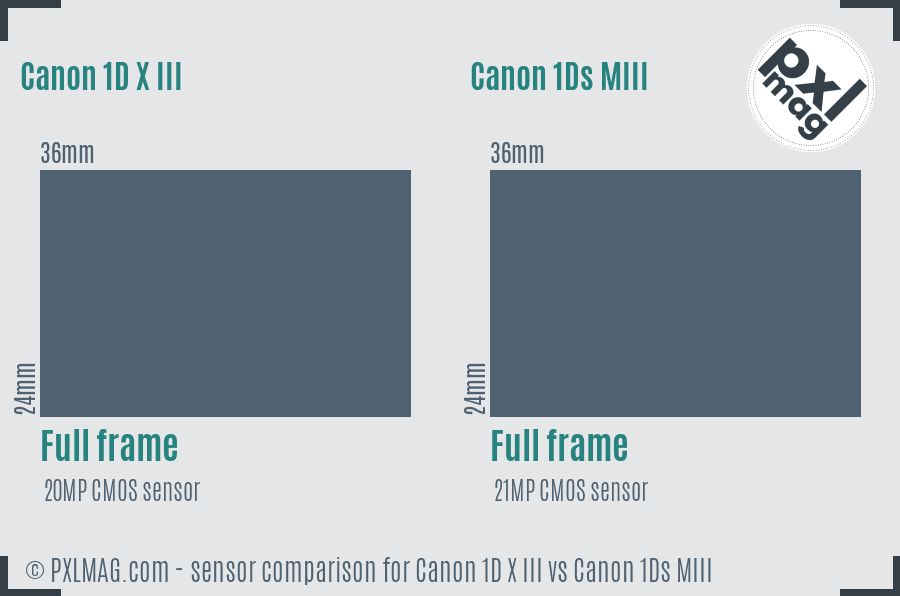 Canon 1D X III vs Canon 1Ds MIII sensor size comparison