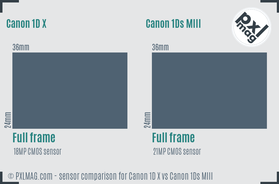 Canon 1D X vs Canon 1Ds MIII sensor size comparison