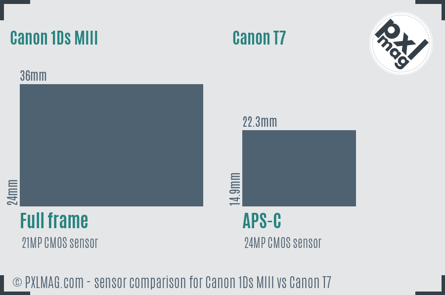 Canon 1Ds MIII vs Canon T7 sensor size comparison