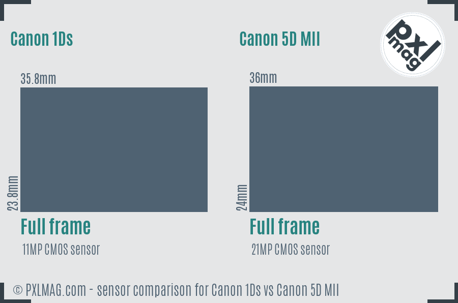 Canon 1Ds vs Canon 5D MII sensor size comparison Canon 1Ds vs Canon 5D MII sensor size comparison
