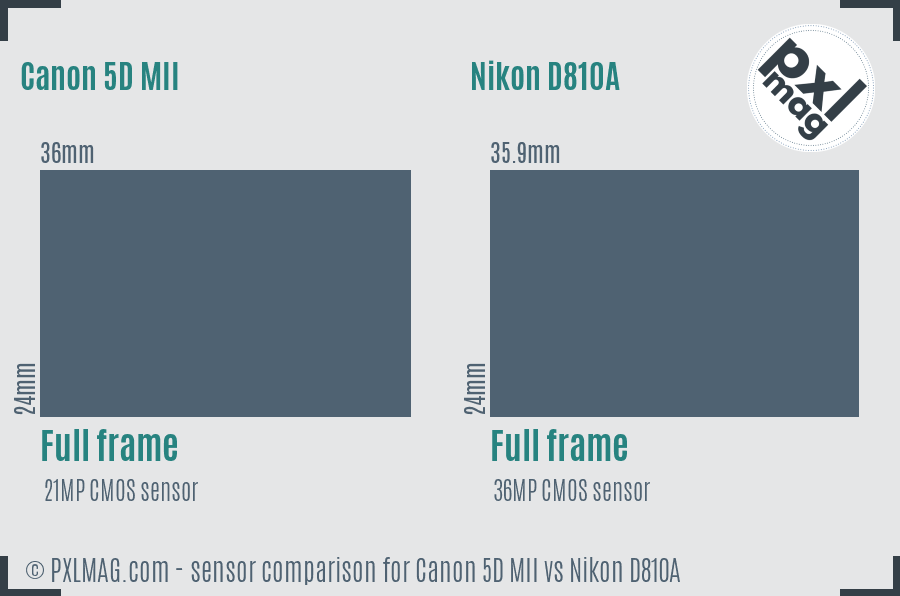 Canon 5D MII vs Nikon D810A sensor size comparison