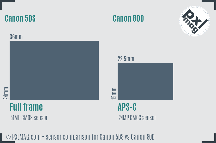 Canon 5DS vs Canon 80D sensor size comparison