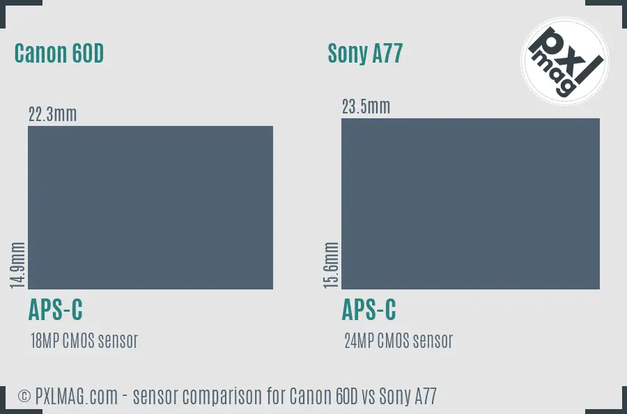 Canon 60D vs Sony A77 sensor size comparison