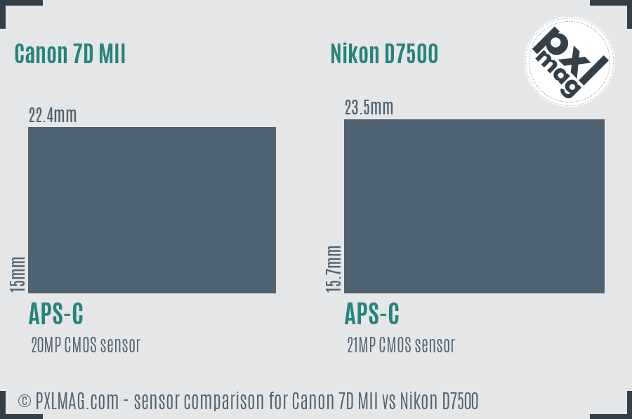 Canon 7D MII vs Nikon D7500 sensor size comparison