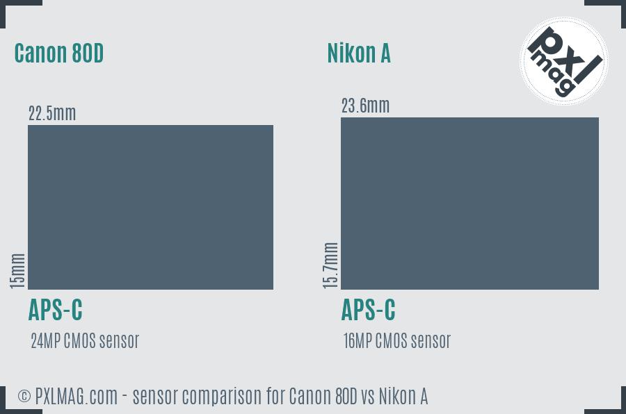 Canon 80D vs Nikon A sensor size comparison Canon 80D vs Nikon A sensor size comparison
