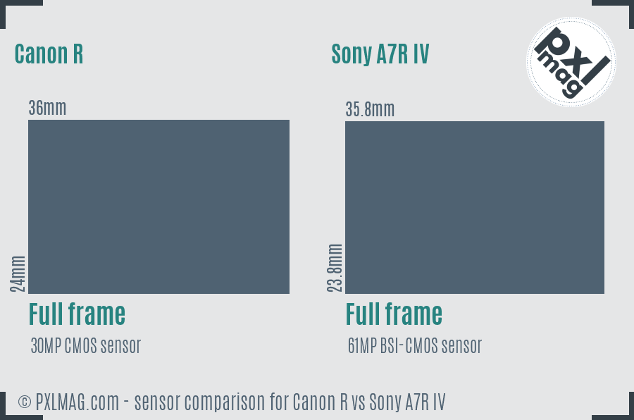 Canon R vs Sony A7R IV sensor size comparison