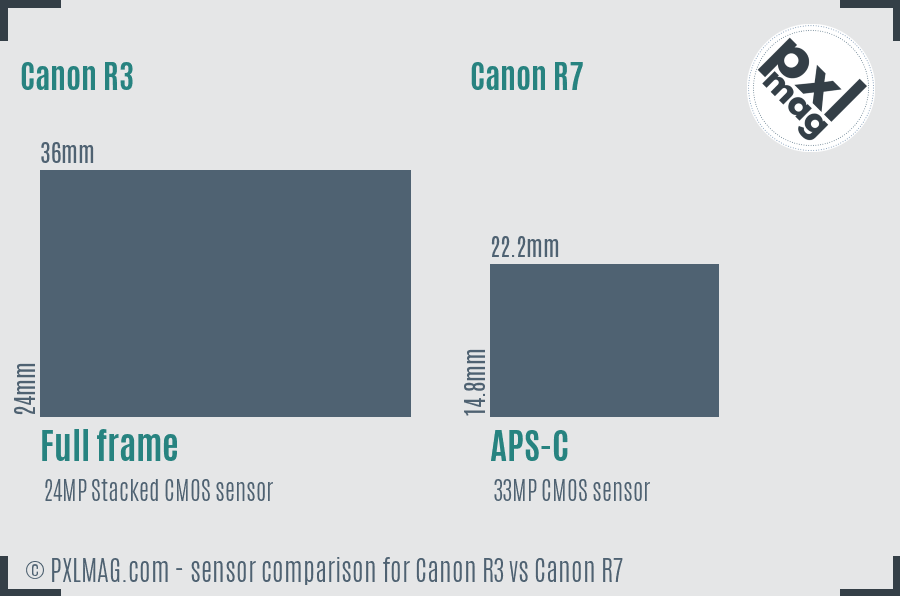 Canon R3 vs Canon R7 sensor size comparison