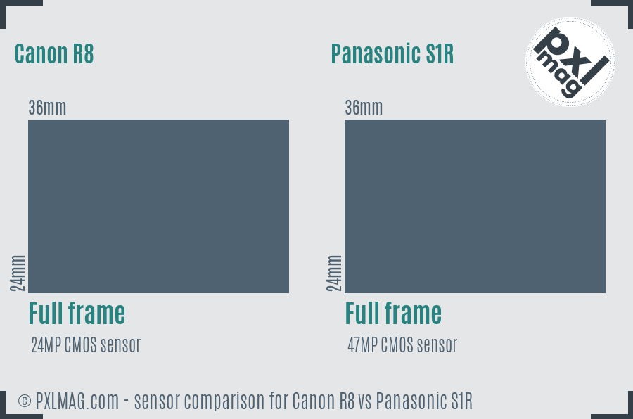 Canon R8 vs Panasonic S1R sensor size comparison