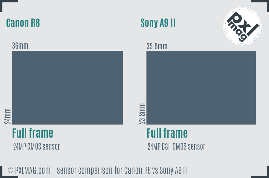 Canon R8 vs Sony A9 II sensor size comparison Canon R8 vs Sony A9 II sensor size comparison