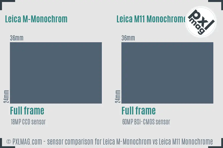 Leica M-Monochrom vs Leica M11 Monochrome sensor size comparison