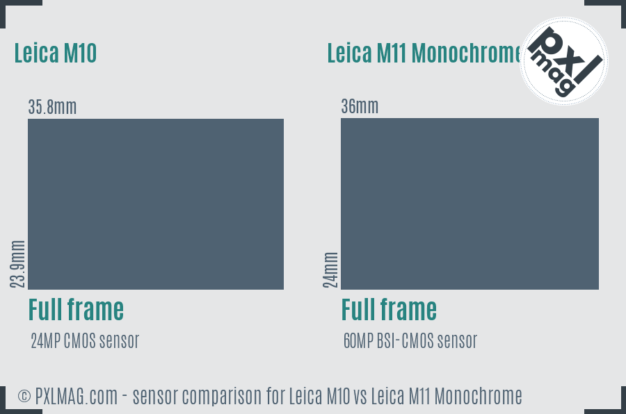 Leica M10 vs Leica M11 Monochrome sensor size comparison