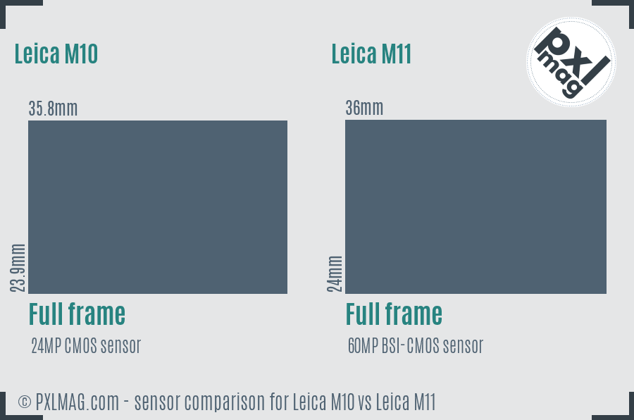 Leica M10 vs Leica M11 sensor size comparison