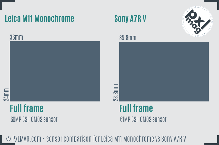 Leica M11 Monochrome vs Sony A7R V sensor size comparison