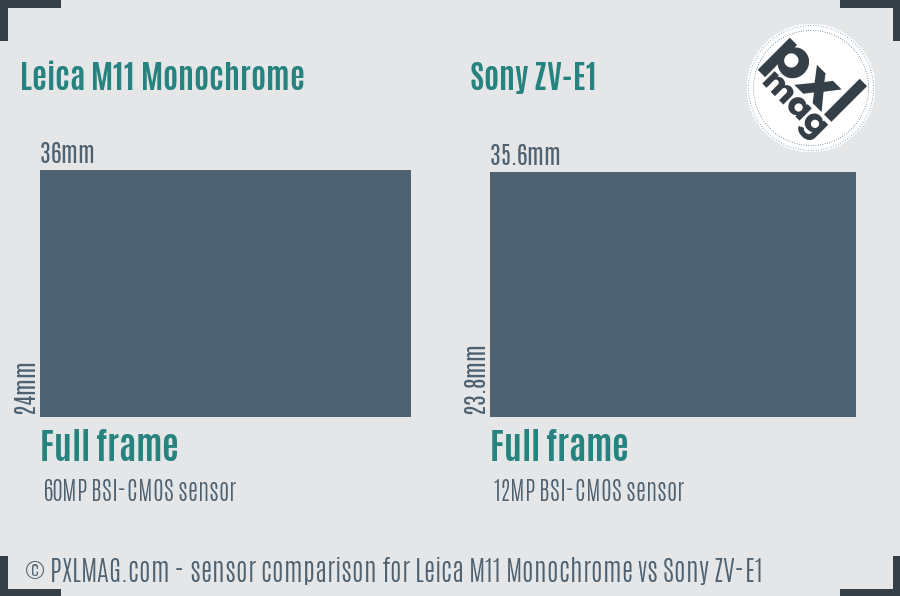 Leica M11 Monochrome vs Sony ZV-E1 sensor size comparison