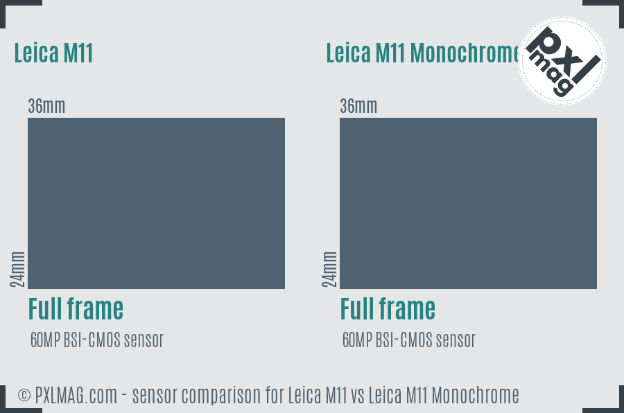 Leica M11 vs Leica M11 Monochrome sensor size comparison