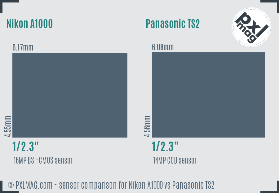 Nikon A1000 vs Panasonic TS2 sensor size comparison