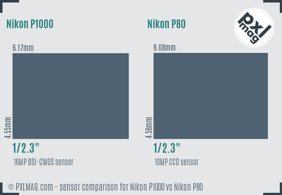 Nikon P1000 vs Nikon P80 sensor size comparison