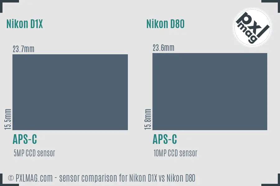 Nikon D1X vs Nikon D80 sensor size comparison