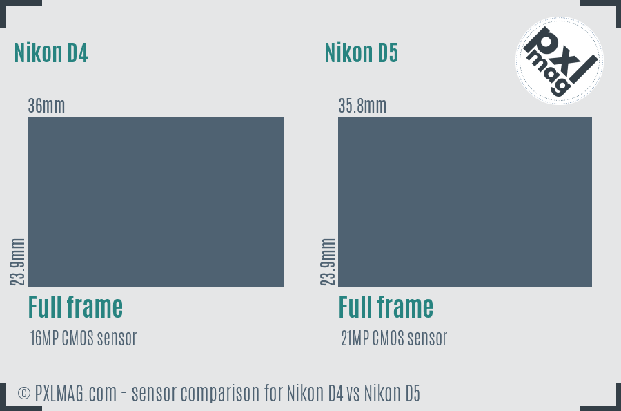 Nikon D4 vs Nikon D5 sensor size comparison