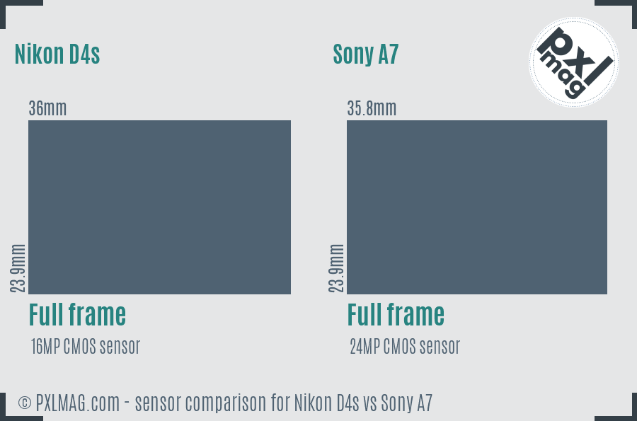Nikon D4s vs Sony A7 sensor size comparison