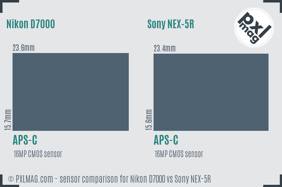 Nikon D7000 vs Sony NEX-5R sensor size comparison