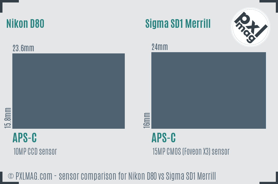 Nikon D80 vs Sigma SD1 Merrill sensor size comparison
