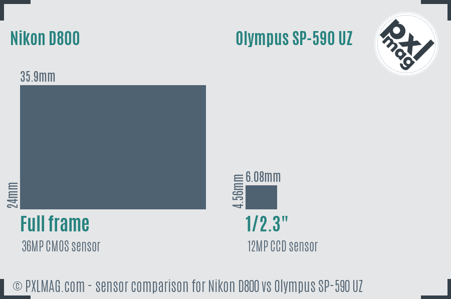 Nikon D800 vs Olympus SP-590 UZ sensor size comparison