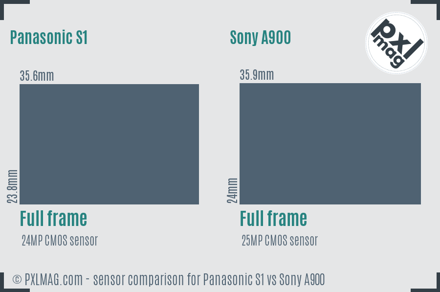 Panasonic S1 vs Sony A900 sensor size comparison