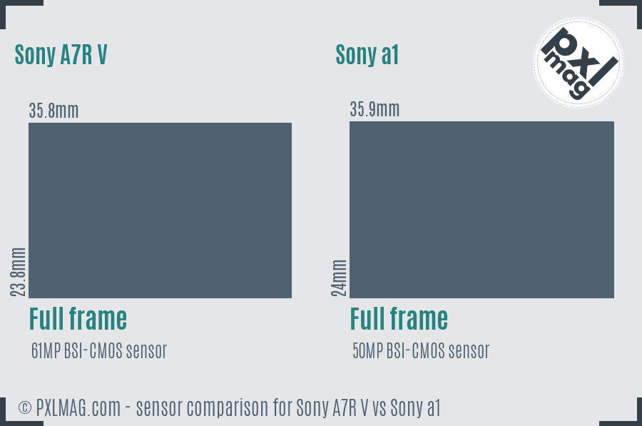 Sony A7R V vs Sony a1 sensor size comparison